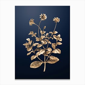 Gold Botanical Blue Marguerite Plant on Midnight Navy n.4224 Canvas Print