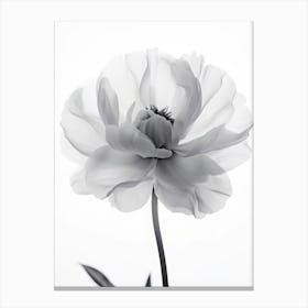 Black And White Peony Canvas Print