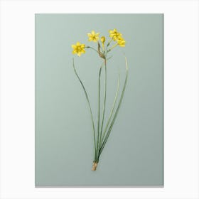 Vintage Rush Daffodil Botanical Art on Mint Green n.0275 Canvas Print