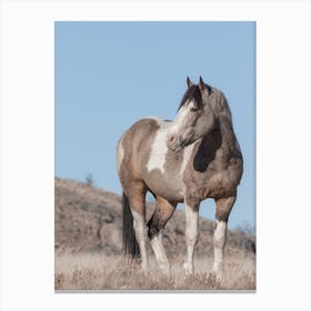 Paint Horse Canvas Print