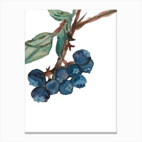 Blue Berries 1 Canvas Print