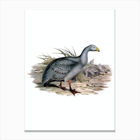 Vintage Cereopsis Goose Bird Illustration on Pure White Canvas Print