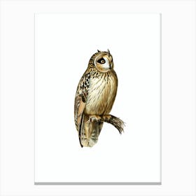 Vintage Short Eared Owl Bird Illustration on Pure White Canvas Print
