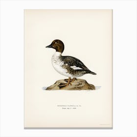 Goldeneye Male, The Von Wright Brothers Canvas Print