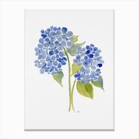 Blue Hydrangea Canvas Print