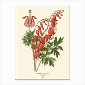 Bleeding Heart Canvas Print