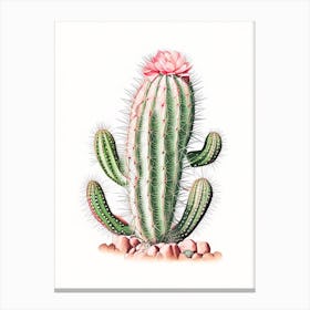 Rebutia Cactus Marker Art 2 Canvas Print