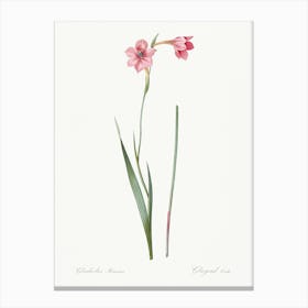 Sword Lily, Pierre Joseph Redoute 2 Canvas Print
