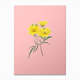 Vintage Golden Coreopsis Flower Botanical on Soft Pink n.0832 Canvas Print