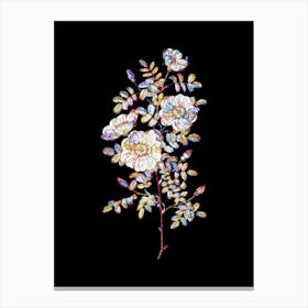 Stained Glass White Burnet Roses Mosaic Botanical Illustration on Black n.0075 Canvas Print
