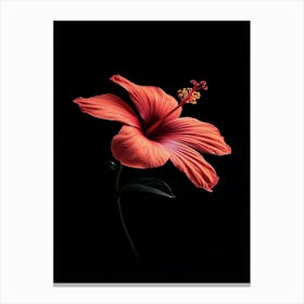 Hibiscus Flower 16 Canvas Print