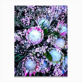 Proteas 1 Canvas Print