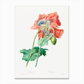 Poppy, Pierre Joseph Redouté Canvas Print