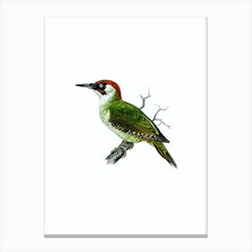 Vintage European Green Woodpecker Bird Illustration on Pure White n.0133 Canvas Print