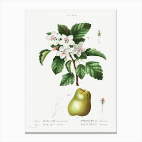 Sweet Crabapple And Apple, Pierre Joseph Redoute Canvas Print