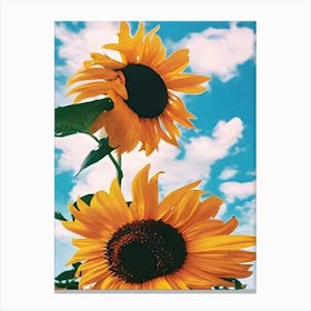 Sunflowers 2 Canvas Print