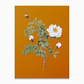 Vintage White Burnet Roses Botanical on Sunset Orange n.0269 Canvas Print