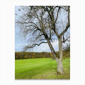 Bare Tree In A Field Canvas Print