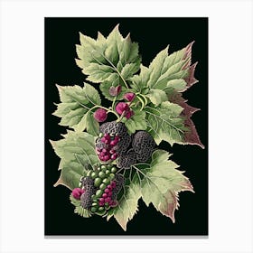 Blackberry Blossom Wildflower Vintage Botanical 1 Canvas Print