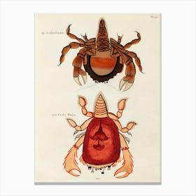Colourful And Surreal Illustrations Of Crabs Found In Moluccas (Indonesia) And The East Indies, Louis Renard(15) Canvas Print