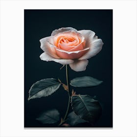 Pink Rose On Black Background 9 Canvas Print