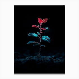 Small Plant In The Dark 5 Canvas Print