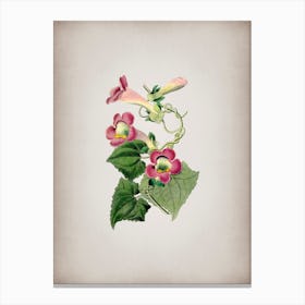 Vintage Blushing Lophospermum Flower Botanical on Parchment n.0366 Canvas Print