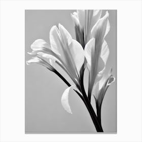 Gladioli B&W Pencil 1 Flower Canvas Print