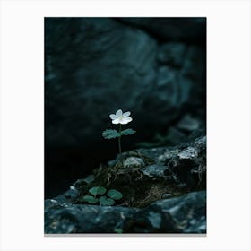 Single Flower In A Rock Canvas Print