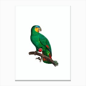 Vintage Orange Winged Amazon Parrot Bird Illustration on Pure White Canvas Print