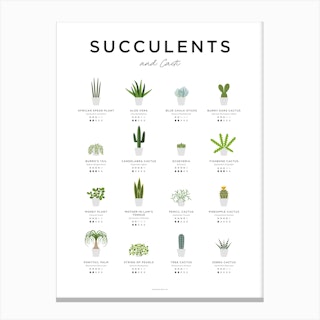 Succulents And Cacti Guide Canvas Print