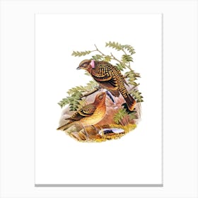 Vintage Guttated Bower Bird Illustration on Pure White n.0436 Canvas Print