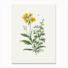 Vintage Botanical Galleria Style Wildflower Painting 11 Canvas Print