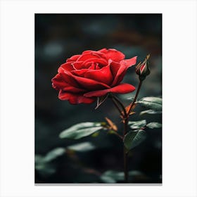 Red Rose 18 Canvas Print