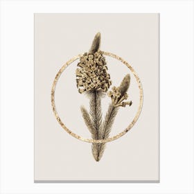 Gold Ring Heather Briar Root Bruyere Glitter Botanical Illustration Canvas Print