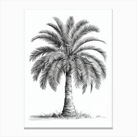 Pencil Sketch Art: A detailed palm tree with a thick trunk and arching fronds, shaded intricately, showcasing minimalist elegance. Canvas Print