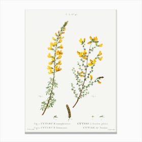 Cytisus Complicatus And Cytisus Telonensis, Pierre Joseph Redoute Canvas Print