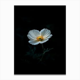 White Flower In The Dark 2 Canvas Print