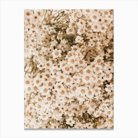 Dried Daisies Canvas Print