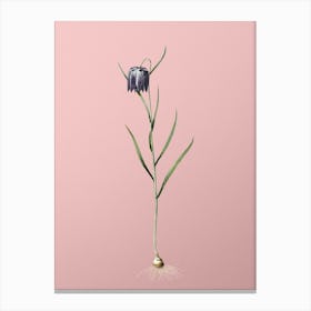 Vintage Chess Flower Botanical on Soft Pink Canvas Print