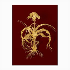 Vintage Iris Scorpiodes Botanical in Gold on Red n.0075 Canvas Print