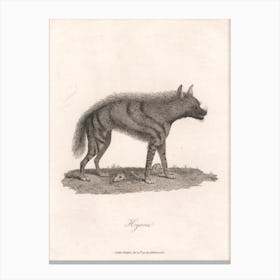 Hyoena, James Heath Canvas Print