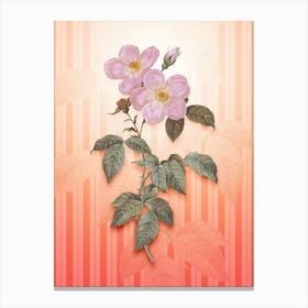 Tea Scented Roses Bloom Vintage Botanical in Peach Fuzz Awning Stripes Pattern n.0324 Canvas Print