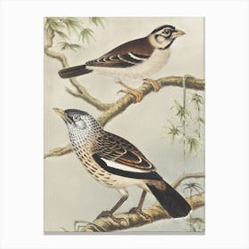 Two Birds Perched On A Branch 2 Canvas Print