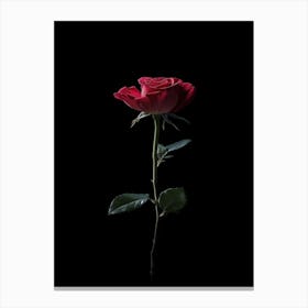 Single Rose On Black Background 5 Canvas Print