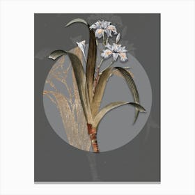 Vintage Botanical Iris Fimbriata on Circle Gray on Gray n.0010 Canvas Print