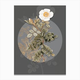 Vintage Botanical Macartney Rose on Circle Gray on Gray n.0244 Canvas Print