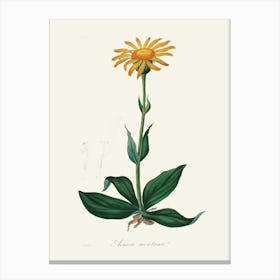 Vintage Botanical John Stephenson and James Morss Churchill Art Print_2731681 Canvas Print