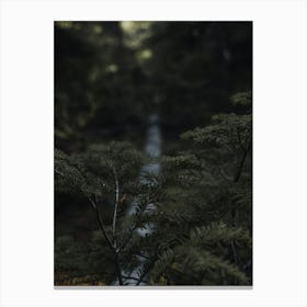 Dark Forest Wall Decor Canvas Print