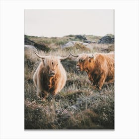 Highland Cow Scenery Canvas Print